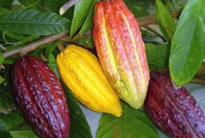 FRUTAS