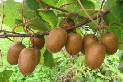 FRUTAS