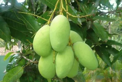 FRUTAS