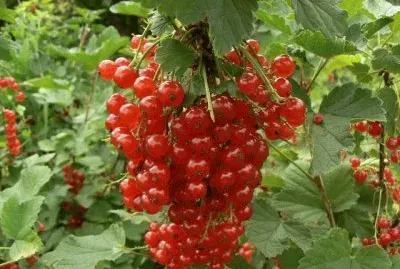 FRUTAS