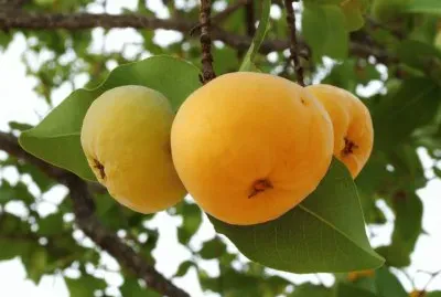 FRUTAS