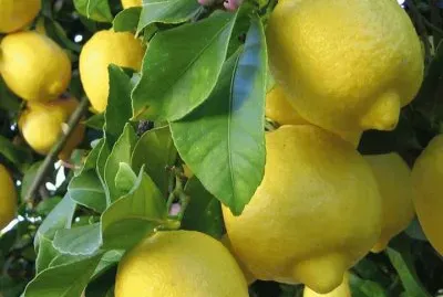 FRUTAS