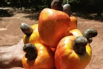 FRUTAS