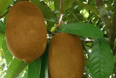 FRUTAS