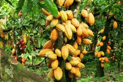 FRUTAS