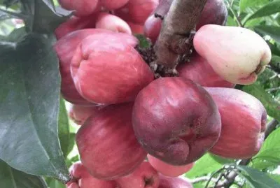 FRUTAS