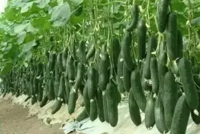 legumes jigsaw puzzle