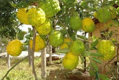 FRUTAS