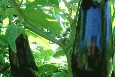 legumes jigsaw puzzle