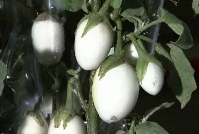 legumes jigsaw puzzle