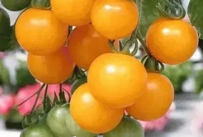 legumes
