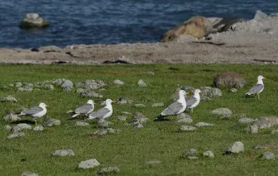 gabbiani reali d 'armenia jigsaw puzzle