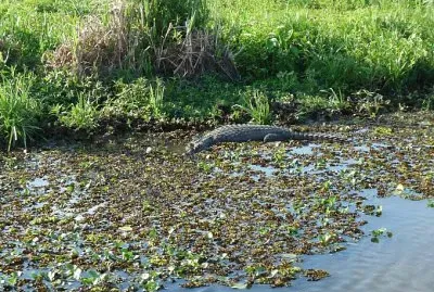 Esteros del IberÃ¡. Corrientes. Argentina