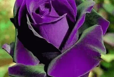 rosas jigsaw puzzle
