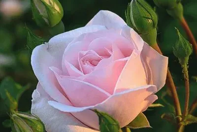 rosas jigsaw puzzle