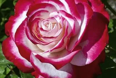 rosas jigsaw puzzle