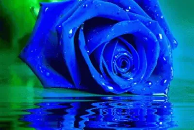rosas jigsaw puzzle