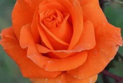 rosas jigsaw puzzle