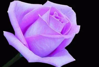 rosas jigsaw puzzle