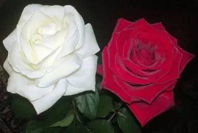 rosas