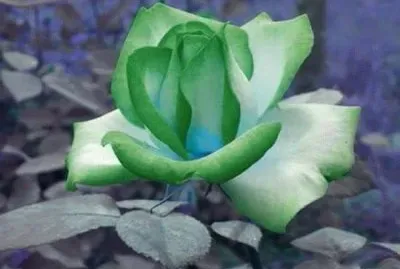 rosas
