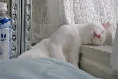 siesta