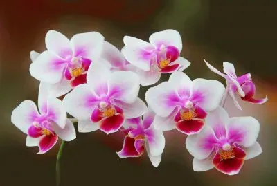orquÃ­deas