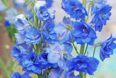 פאזל של flores