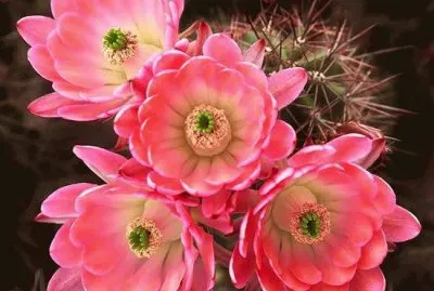 cactos jigsaw puzzle