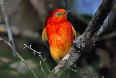 bailarÃ­n naranja