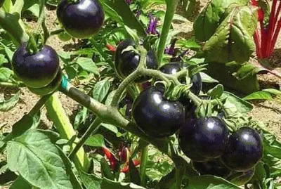 ×¢×’×‘× ×™×•×ª