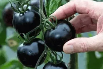 ×¢ ×©×—×•×¨×•×ª jigsaw puzzle