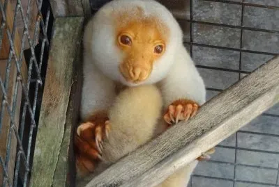 Cuscus Malhado - Marsupial