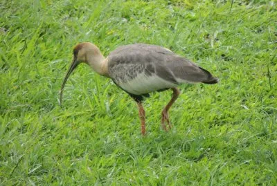 Curiacaca jigsaw puzzle