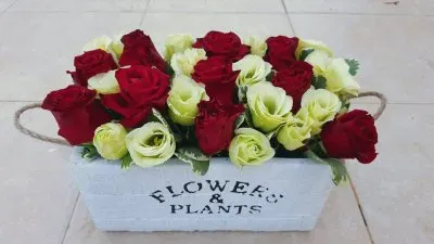 ×¤×¨×—×™×