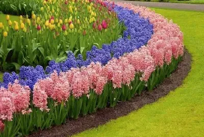 tulipas jigsaw puzzle