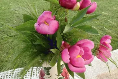 tulipas jigsaw puzzle
