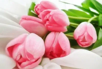 tulipas