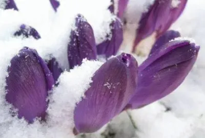 tulipas