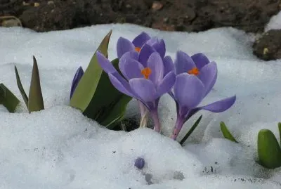 tulipas