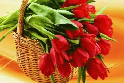 tulipas