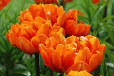 tulipas