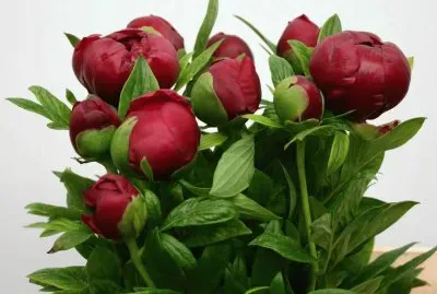 tulipas
