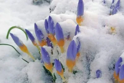 tulipas