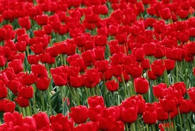 tulipas