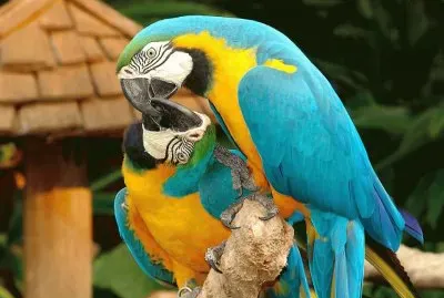 pasaros
