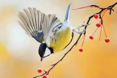 pasaros jigsaw puzzle