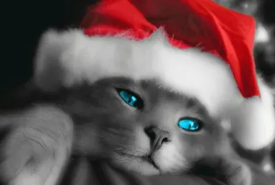 gato noel