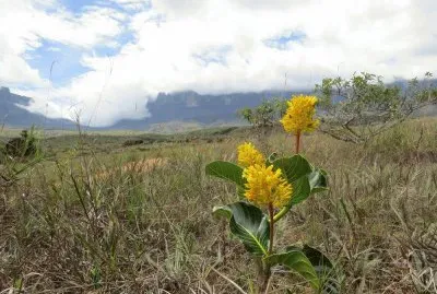 Vegetacão Monte Roraima
