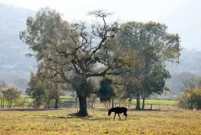 A la vera de la RN 9. Salta. Argentina